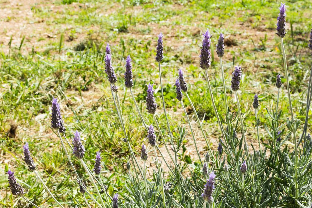Masseria Orlandi Affittacamere Turi Esterno foto